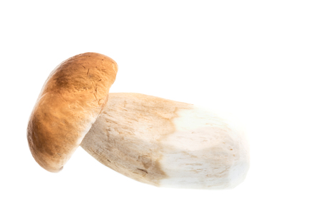 Edible porcini mushroom on a white background.の写真素材