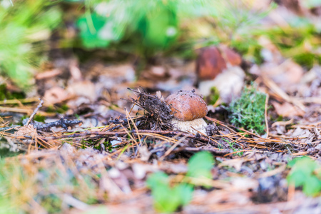 White mushrooms in the autumn foliage.の写真素材