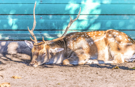 A deer on vacation in the park near Kiev, Ukraine.の写真素材