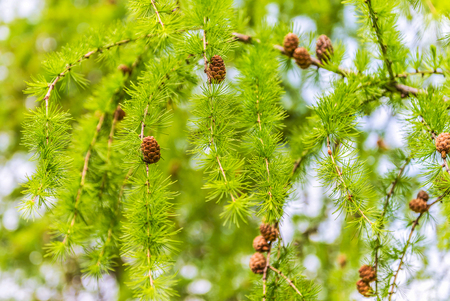 Larch branches with cones in the park.の写真素材