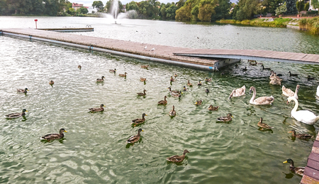 Fragment of the Castle Lake in the town of Walcz, Poland.の写真素材