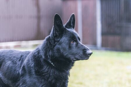 Portrait of a beautiful german shepherd or alsatian dog.の写真素材