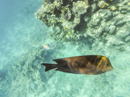 Fish at Sea - Desjardins Sailing Zebrasome. Underwater shot in the Red Sea, Egypt. Beautiful...