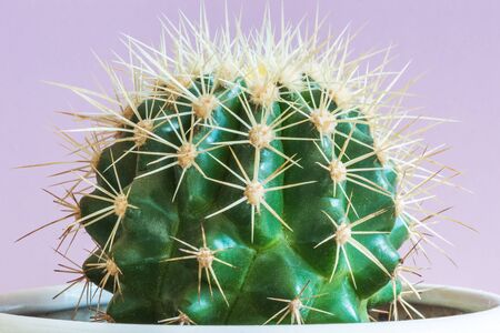 Golden Barrel Cactus, Mother-in-Law's Cushion (Echinocactus grusonii). A closeup.