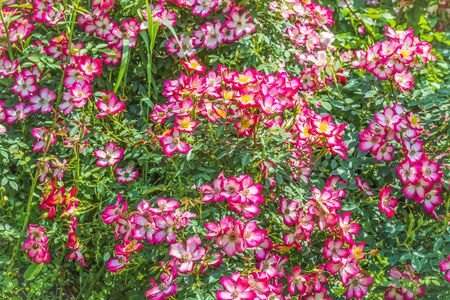 A fragment of a rose bush Eye Paint. Blooming one-color flowers show their middle, in which a speck of contrasting light color is visible.の写真素材