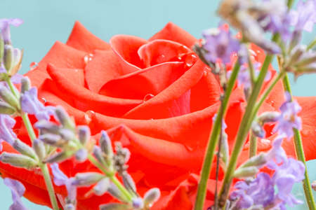 Beautiful red rose with sprigs of lavender.の写真素材