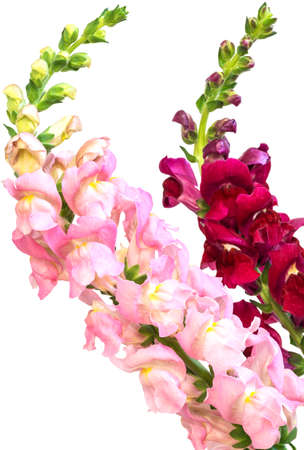 Two flowers "Snapdragon" (Latin Antirrhinum) - a perennial herb with large green stems of the plantain family on a white backgroundの写真素材