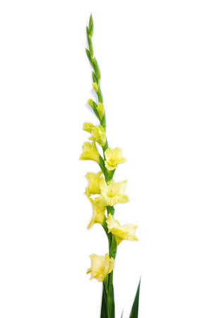 Close-up of flowers on a stem of beautiful gladioli on a white backgroundの写真素材