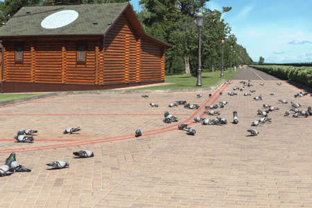 Fragment of the park in Mezhyhirya near Kiev. In the foreground is a flock of purebred pigeons.