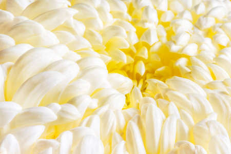 Abstract floral background, white chrysanthemum flower. Close-up flowers background for festive...