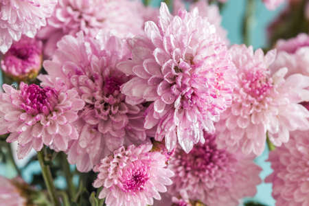 blooming purple chrysanthemums in dew drops