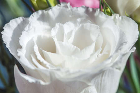 Close-up white eustoma in natural lightの写真素材