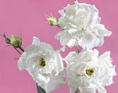 Japanese rose. Close-up of a beautiful eustoma in natural light.の写真素材