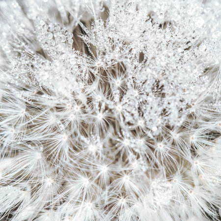 Common dandelion (lat. TarÃ¡xacum officinÃ¡le) in dew drops.の写真素材