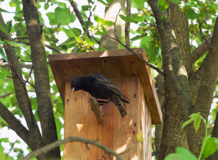 A common starling sings its song near the birdhouse.