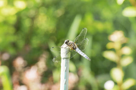 Dragonfly in the nature. Dragonfly in the nature habitat. Beautiful nature scene with dragonfly outdoor.a background wallpaper.The concept for writing.の写真素材