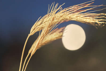 Spikelets on the background of the full moon. Night shooting.の写真素材