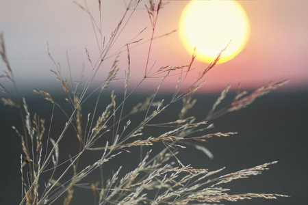 Dawn in the field. In the foreground, stalks of grass against the background of the sun and the...