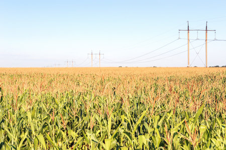 Close-up of silage corn leaf tops against blue sky. A power line is laid across the field.の写真素材