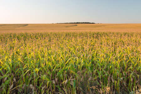Close-up of silage corn leaf tops against blue sky. A power line is laid across the field.の写真素材