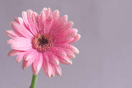 Beautiful gerbera flower on a lilac background.の写真素材