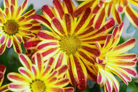 The flowers of the Indian chrysanthemum (Chrysanthemum indicum) are a perennial plant of the...