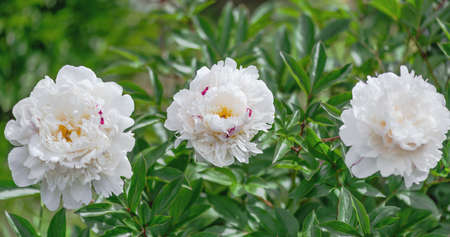 Peony Festiva Maxima is a versatile plant that looks equally great in single and group plantings, and even in cut.の写真素材