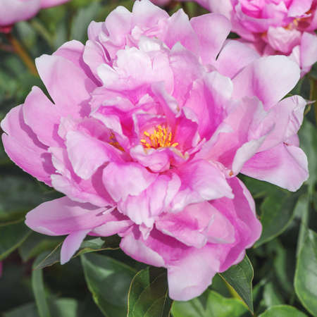 Peony Sea Shell (Chinese Peony ‘Sea Shell’, Paeonia lactiflora ‘Sea