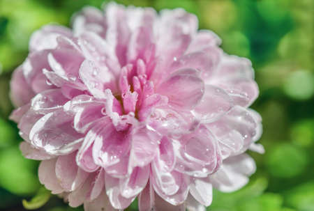 A beautiful garden chrysanthemum is a culture blooming in autumn for landscape gardening.の写真素材