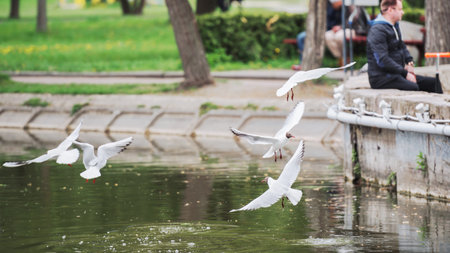 Rivne, Ukraine - May 04, 2019: Fragment of a lake in the city center. Seagulls fly over the water.のeditorial素材