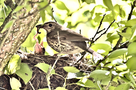 Song Thrush with food for chicks in its beak brought to the nest