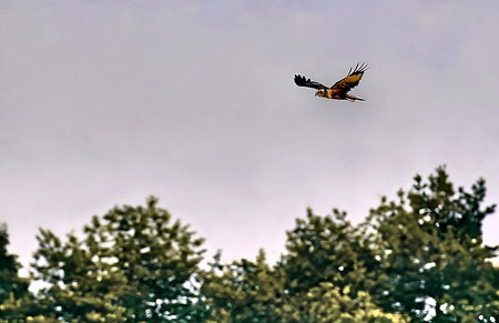 Red kite in flight in the sky.