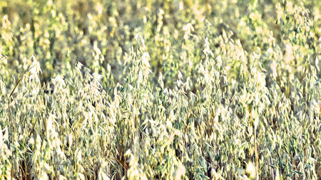 A field of oats in the morning light. close-up. selective focus.の写真素材