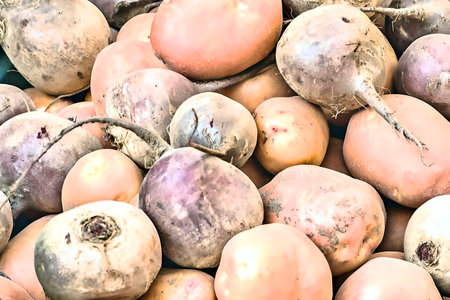 Harvested turnips in the vegetable garden, closeup of photoの写真素材