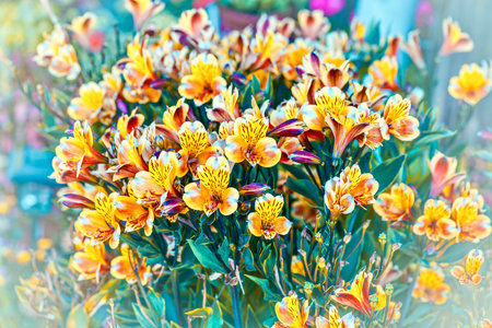 Bouquet of alstroemeria flowers in the garden.の写真素材