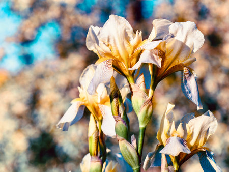 Iris flower in garden (Selective focus)の写真素材