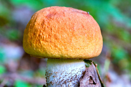 Boletus edulis mushroom growing in the forest, close upの写真素材