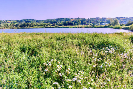 summer landscape on the shore of a lake with wildflowersの写真素材