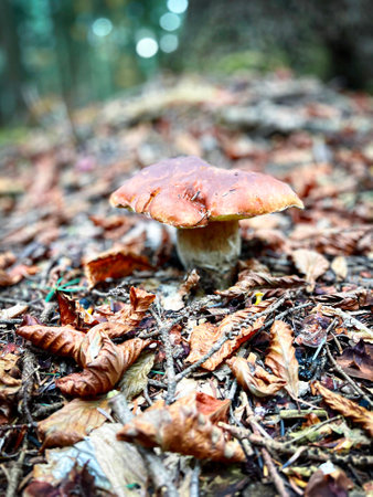 Boletus edulis mushroom growing in the forest in autumnの写真素材