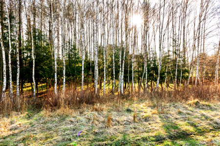 birch forest in early spring with sun rays and green foliageの写真素材