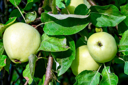 Ripe apples on a branch of apple tree in the orchard
