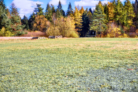 Autumn landscape with green meadow, trees and blue sky.の写真素材