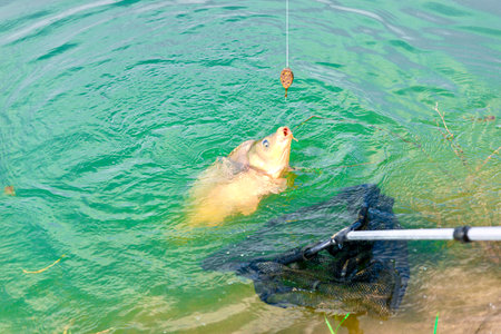 Carp caught on a fishing rod in the water of Lake.の写真素材