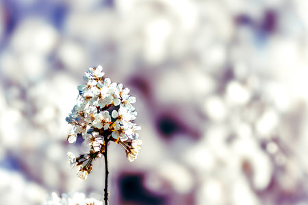 Cherry blossoms in spring time. Shallow depth of field.の写真素材