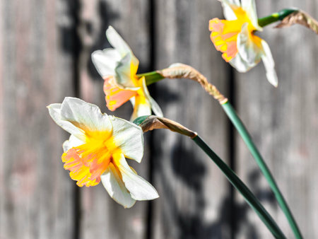 Narcissus flowers in front of a rustic wood backgroundの写真素材