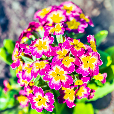 Primula vulgaris. Primula is a genus of flowering plants in the family Primulaceae.の写真素材
