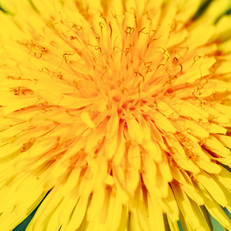 Yellow dandelion macro closeup. Natural background for your designの写真素材