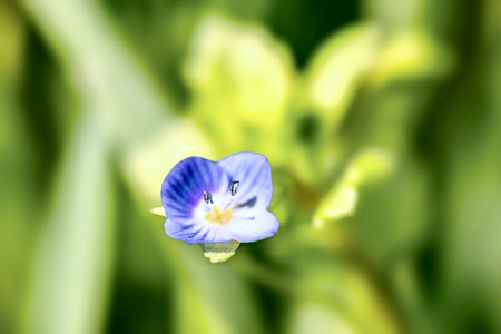 Close up of small blue flower (Veronica chamaedrys)の写真素材