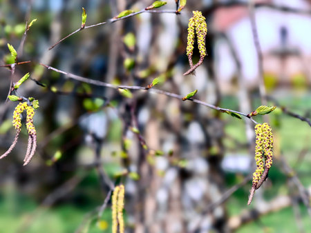 Spring buds on the branches of a birch tree in the gardenの写真素材