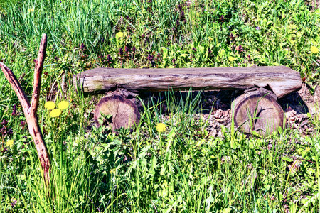 Wooden bench in the meadow with green grass and dandelions